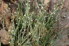 Asphodelus tenuifolius